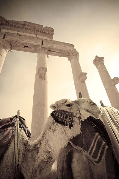 Syria, Palmyra ruins (UNESCO Site), Great Colonnade