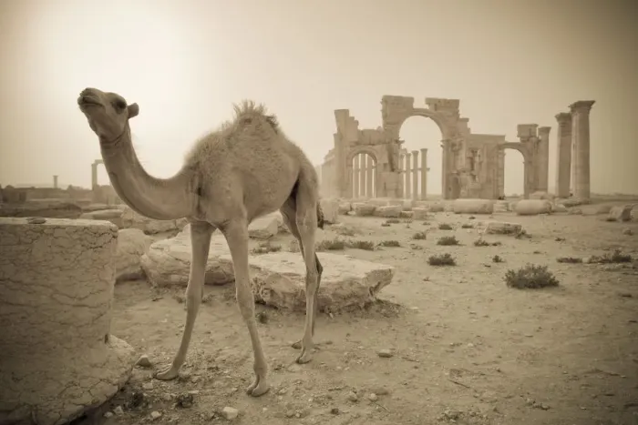 Framed Print : Syria, Palmyra ruins (UNESCO Site), Camel and Monumental Arch Framed Print : Syria, Palmyra ruins (UNESCO Site), Camel and Monumental Arch