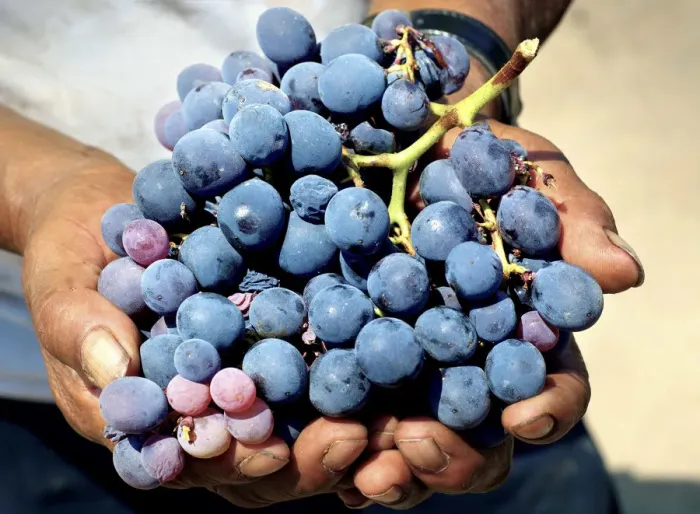 Framed Print : Tabernero Winery & Vineyards, Pisco Producer, Grape Brandy, Chincha Alta, Valley