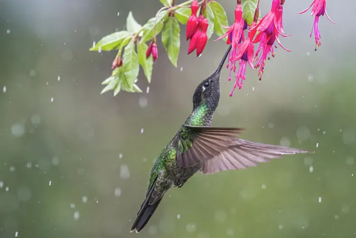 Framed Print : Talamanca Hummingbird (Eugenes spectabilis), Costa Rica Framed Print : Talamanca Hummingbird (Eugenes spectabilis), Costa Rica