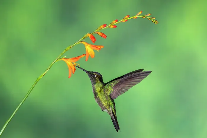 Framed Print : Talamanca hummingbird / Magnificent / Admirable hummingbird (Eugenes spectabilis), Paraiso Quetzal, San Jose, Costa Rica Framed Print : Talamanca hummingbird / Magnificent / Admirable hummingbird (Eugenes spectabilis), Paraiso Quetzal, San Jose, Costa Rica