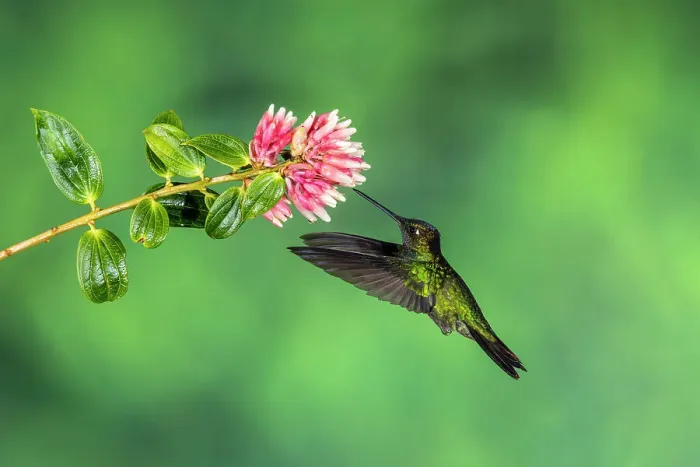 Framed Print : Talamanca hummingbird / Magnificent / Admirable hummingbird (Eugenes spectabilis), Paraiso Quetzal, San Jose, Costa Rica Framed Print : Talamanca hummingbird / Magnificent / Admirable hummingbird (Eugenes spectabilis), Paraiso Quetzal, San Jose, Costa Rica