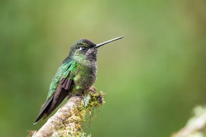Framed Print : Talamanca hummingbird / Magnificent / Admirable hummingbird (Eugenes spectabilis), Paraiso Quetzal, San Jose, Costa Rica Framed Print : Talamanca hummingbird / Magnificent / Admirable hummingbird (Eugenes spectabilis), Paraiso Quetzal, San Jose, Costa Rica