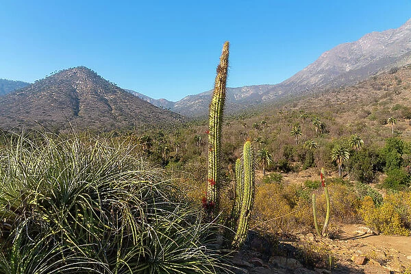 Tall cactus Tristerix aphyllus against mountains, Sector Palmas de Ocoa, La Campana National Park, Cordillera De La Costa, Quillota Province, Valparaiso Region, Chile