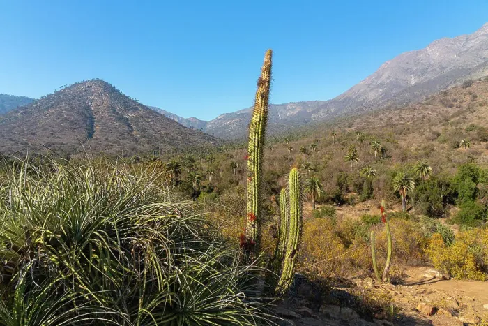 Framed Print : Tall cactus Tristerix aphyllus against mountains, Sector Palmas de Ocoa, La Campana National Park, Cordillera De La Costa, Quillota Province, Valparaiso Region, Chile Framed Print : Tall cactus Tristerix aphyllus against mountains, Sector Palmas de Ocoa, La Campana National Park, Cordillera De La Costa, Quillota Province, Valparaiso Region, Chile