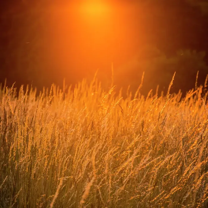 Framed Print : Tall grass in a field at sunset, Surrey, England