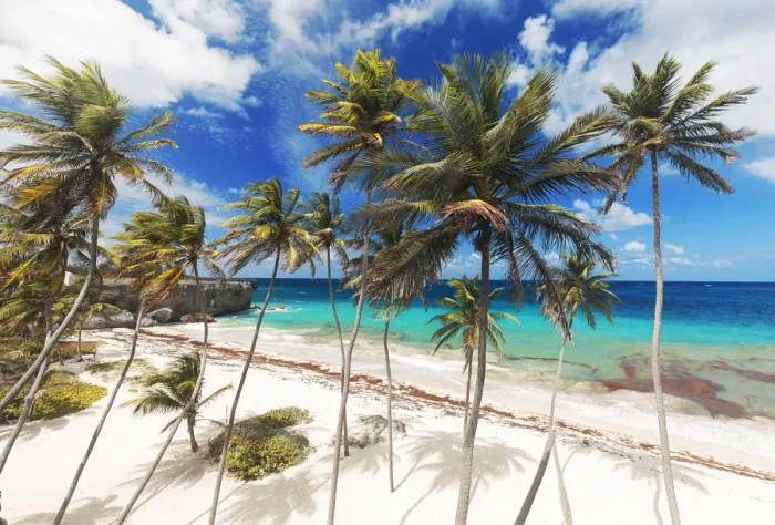 Framed Print : Tall palm trees lean over the white sands of Bottom Bay beach, in Barbados Framed Print : Tall palm trees lean over the white sands of Bottom Bay beach, in Barbados