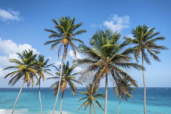 Tall palm trees and turquoise sea in background, Bottom Bay, Barbados Island