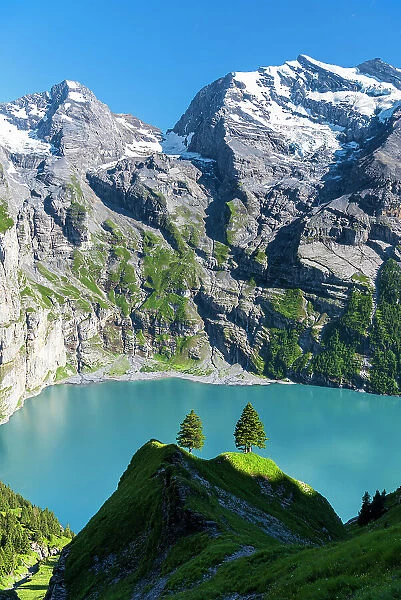 Two tall trees on the alpine landscape surrounding Oeschinensee lake, Bernese Oberland, Kandersteg, Switzerland