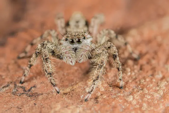 Framed Print : Tan Jumping Spider (Platycryptus undatus), Thornton, Ontario, Canada Framed Print : Tan Jumping Spider (Platycryptus undatus), Thornton, Ontario, Canada