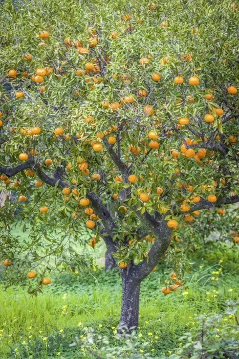 Framed Print : Tangerine tree with fruits in the village of Fornalutx, Mallorca, Spain Framed Print : Tangerine tree with fruits in the village of Fornalutx, Mallorca, Spain