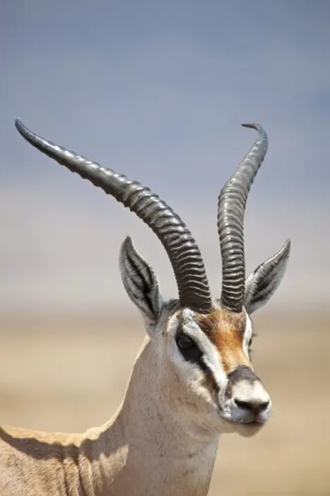 Framed Print : Tanzania, Ngorongoro. A mature male Grants Gazelle