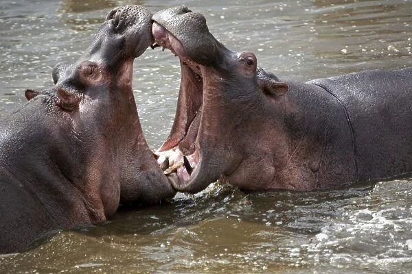 Tanzania, Serengeti. Hippos joust for dominance in the waters of the Serengetis northern Hippo Pool