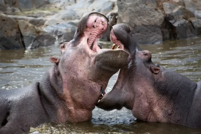 Framed Print : Tanzania, Serengeti. Hippos joust for dominance in the waters of the Serengetis northern Hippo Pool Framed Print : Tanzania, Serengeti. Hippos joust for dominance in the waters of the Serengetis northern Hippo Pool