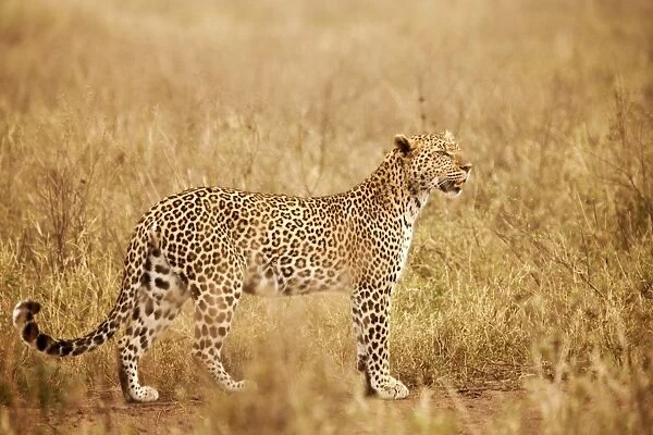 Tanzania, Serengeti. A leopard boldly stands in the long grasses near Seronera