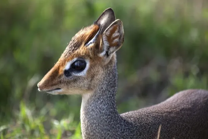 Framed Print : Tanzania, Serengeti. Portraits of the shy Dik-dik Framed Print : Tanzania, Serengeti. Portraits of the shy Dik-dik