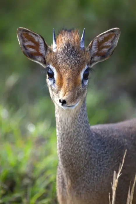 Framed Print : Tanzania, Serengeti. Portraits of the shy Dik-dik Framed Print : Tanzania, Serengeti. Portraits of the shy Dik-dik