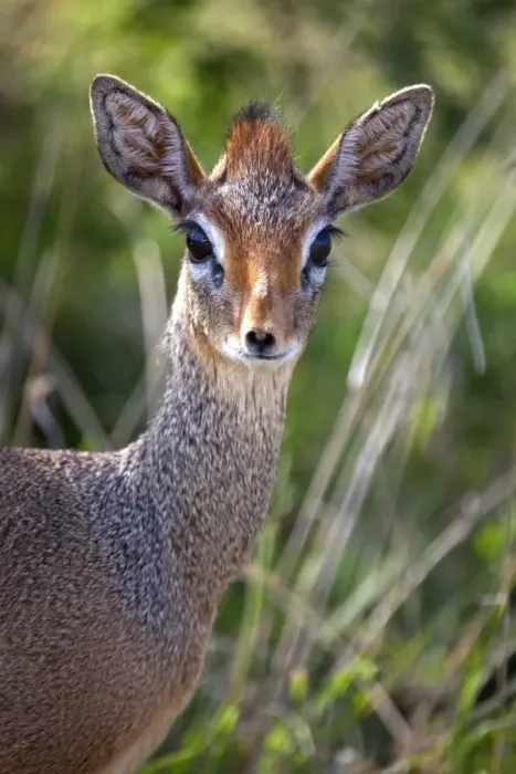 Framed Print : Tanzania, Serengeti. Portraits of the shy female Dik-dik