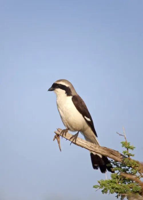 Framed Print : Tanzania, Serengeti. A Shrike taking in the morning sun Framed Print : Tanzania, Serengeti. A Shrike taking in the morning sun