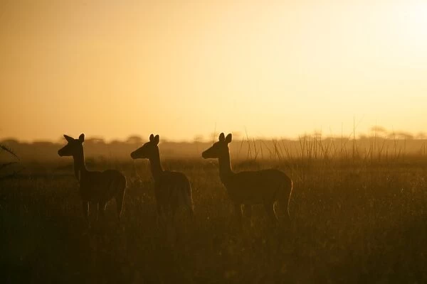 Tanzania, Serengeti. A small herd of impala alert in the early morning mist