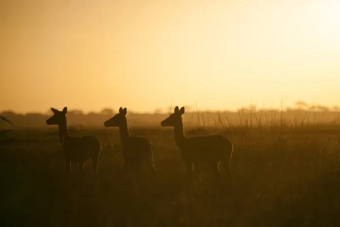 Framed Print : Tanzania, Serengeti. A small herd of impala alert in the early morning mist Framed Print : Tanzania, Serengeti. A small herd of impala alert in the early morning mist