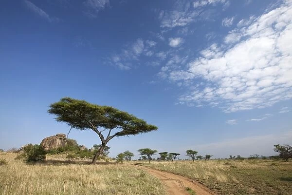 Tanzania, Serengeti. Typical Serengeti landscape near the Msai Kopjes