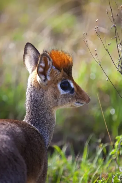 Framed Print : Tanzania, Serengeti. A young dik-dik Framed Print : Tanzania, Serengeti. A young dik-dik
