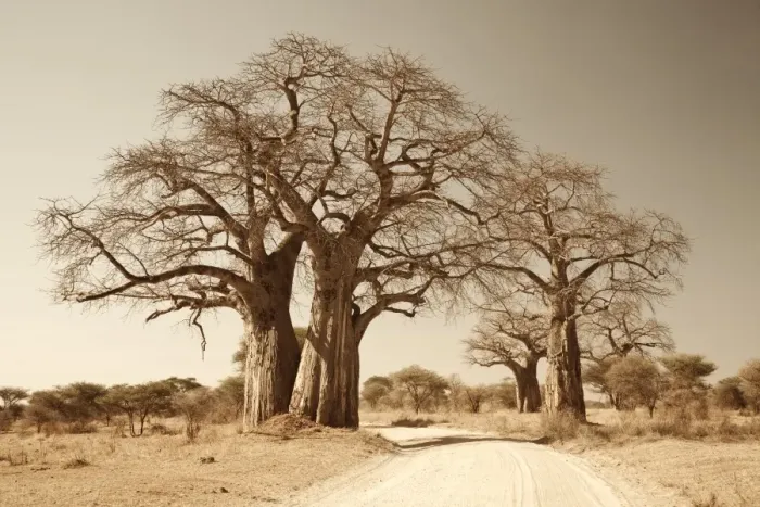 Framed Print : Tanzania, Tarangire. A road runs underneath the branches of massive baobab trees Framed Print : Tanzania, Tarangire. A road runs underneath the branches of massive baobab trees