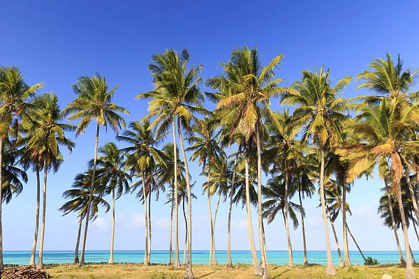 Tanzania. Zanzibar, Jambiani, Jambani Beach and Coconut Plantation