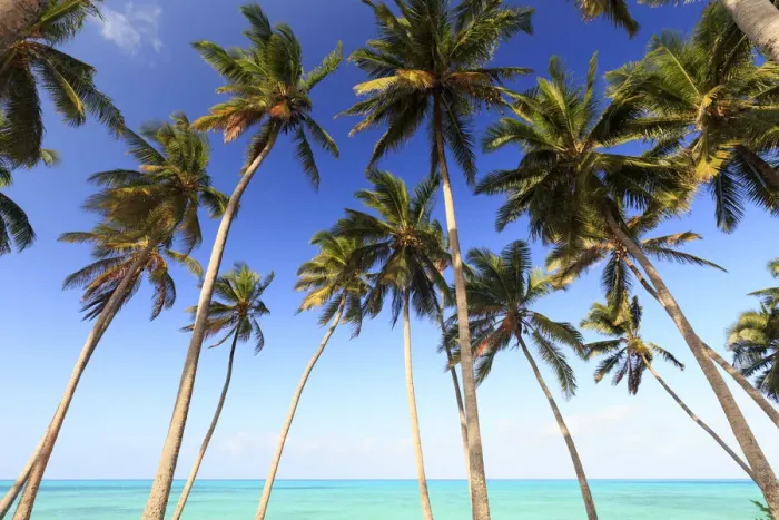 Framed Print : Tanzania. Zanzibar, Jambiani, Jambani Beach and Coconut Plantation Framed Print : Tanzania. Zanzibar, Jambiani, Jambani Beach and Coconut Plantation