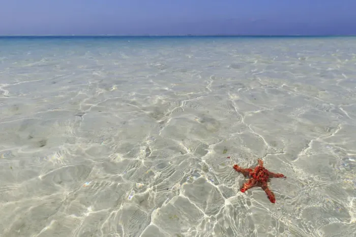 Framed Print : Tanzania. Zanzibar, Jambiani, starfish easily visible close to the reef at low tide Framed Print : Tanzania. Zanzibar, Jambiani, starfish easily visible close to the reef at low tide