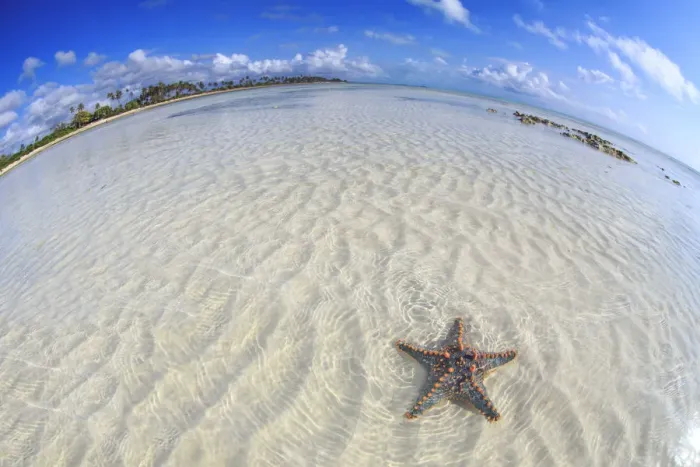 Framed Print : Tanzania. Zanzibar, Jambiani, Starfish exposed at low tide Framed Print : Tanzania. Zanzibar, Jambiani, Starfish exposed at low tide