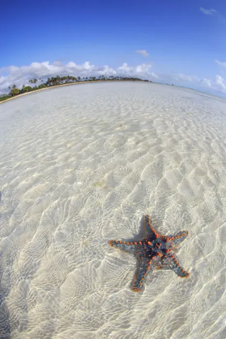 Framed Print : Tanzania. Zanzibar, Jambiani, Starfish exposed at low tide Framed Print : Tanzania. Zanzibar, Jambiani, Starfish exposed at low tide