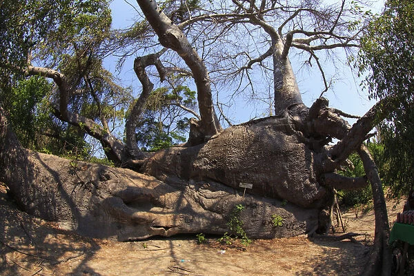 Tanzania. Zanzibar, Kwale Island, fallen baobab tree (Adansonia Digitata)
