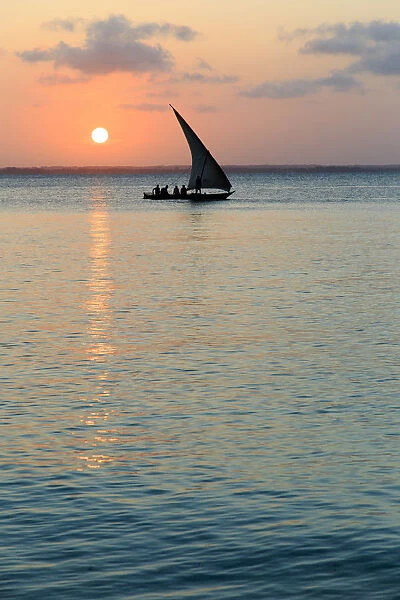 Tanzania. Zanzibar, Michamvi Village, Dhows (traditional sailboats) saling at sunset