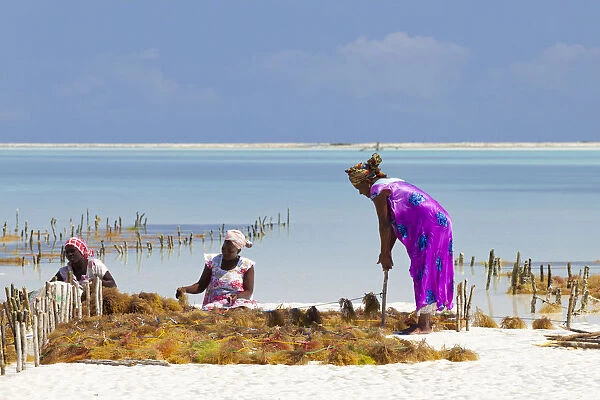 Tanzania, Zanzibar, Unguja, Jambiani. Ladies harvesting seaweed at low tide