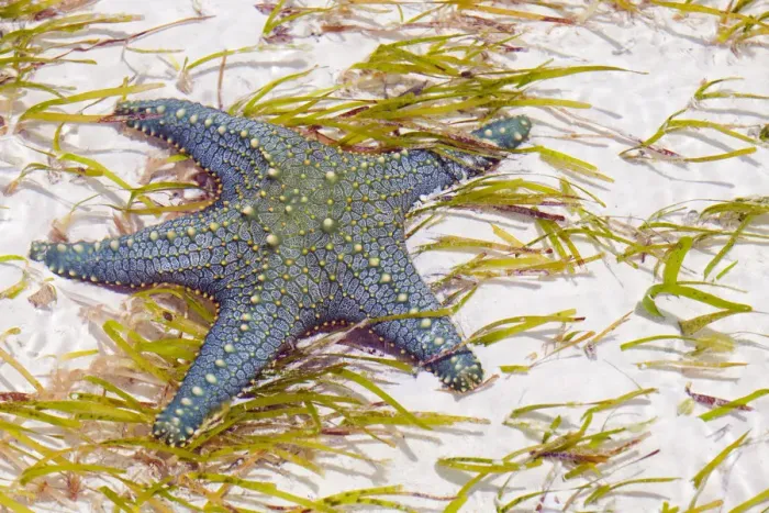 Framed Print : Tanzania, Zanzibar, Unguja, Pongwe. A starfish revealed at low tide