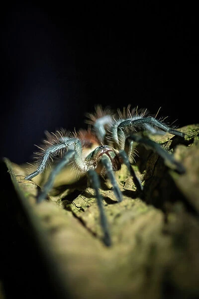 Taratantula Spider, Mashpi, Reserva Mashpi Amagusa, Pichincha, Ecuador