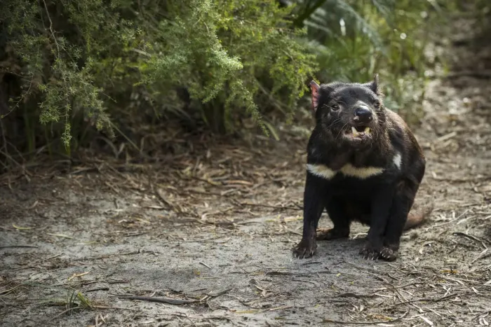 Framed Print : Tasmanian Devil (Sarcophilus harrisii), Coles Bay, Tasmania, Australia