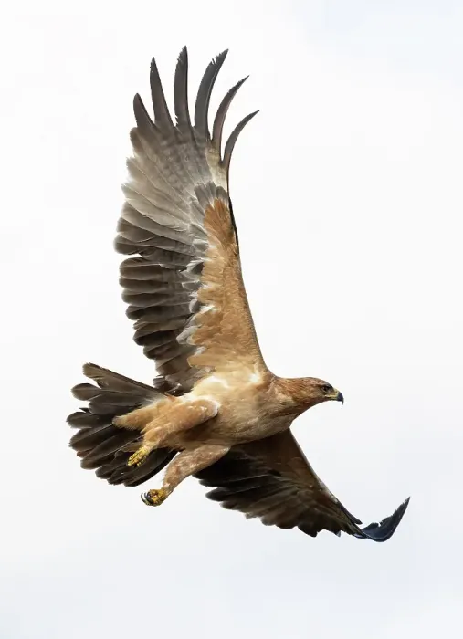 Framed Print : Tawny Eagle in flight, Zimanga Private Game Reserve, Natal, South Africa Framed Print : Tawny Eagle in flight, Zimanga Private Game Reserve, Natal, South Africa