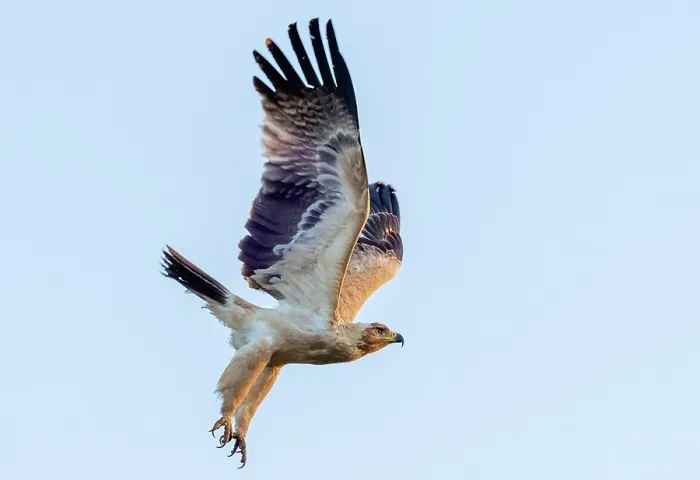 Framed Print : Tawny eagle in flight, Zimanga Private Game Reserve, KwaZulu Natal, South Africa Framed Print : Tawny eagle in flight, Zimanga Private Game Reserve, KwaZulu Natal, South Africa