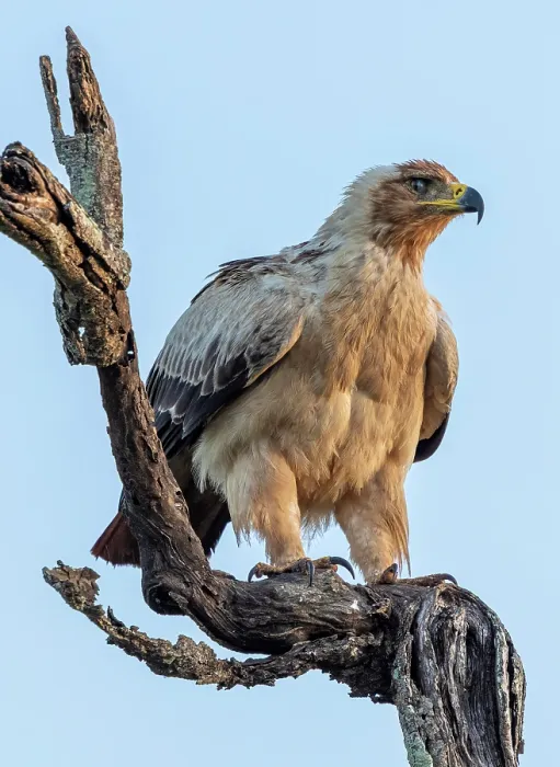 Framed Print : Tawny eagle perched on branch, Zimanga Private Game Reserve, KwaZulu Natal, South Africa Framed Print : Tawny eagle perched on branch, Zimanga Private Game Reserve, KwaZulu Natal, South Africa