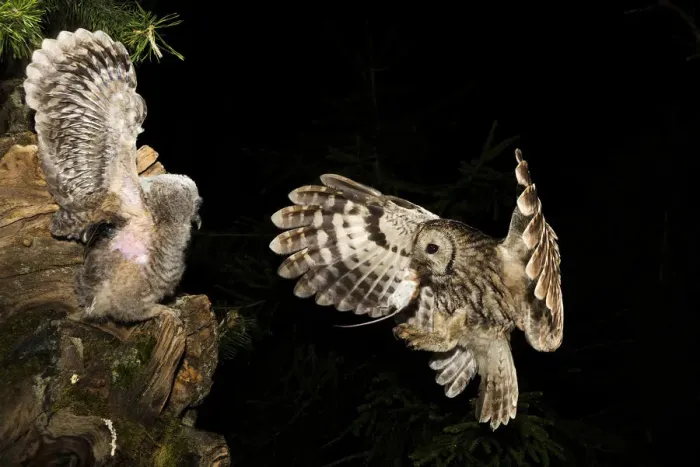 Framed Print : Tawny owl that cue the small, Trentino Alto-Adige, Italy Framed Print : Tawny owl that cue the small, Trentino Alto-Adige, Italy