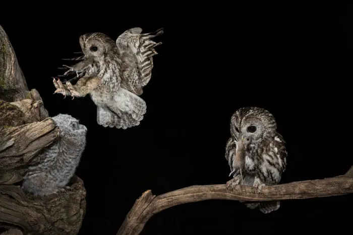 Framed Print : The Tawny owl feeds its young, Trentino Alto-Adige, Italy Framed Print : The Tawny owl feeds its young, Trentino Alto-Adige, Italy