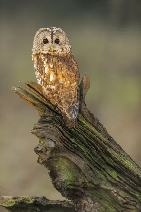 Framed Print : Tawny Owl (Strix aluco) (C) perched on branch UK