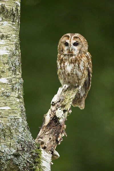 Tawny Owl (Strix aluco) (C) perched on branch UK