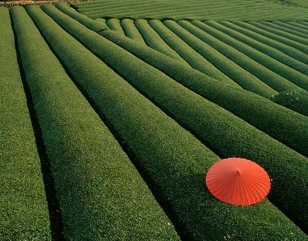 Tea Fields, Fuji, Honshu, Japan