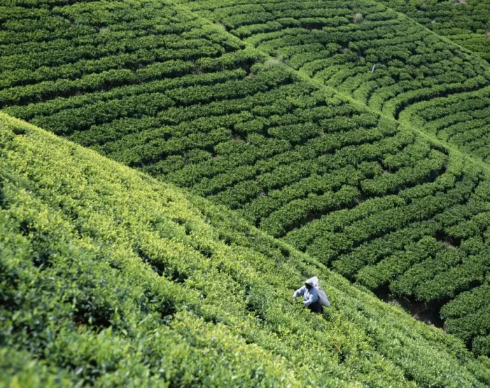 Framed Print : Tea Fields Framed Print : Tea Fields