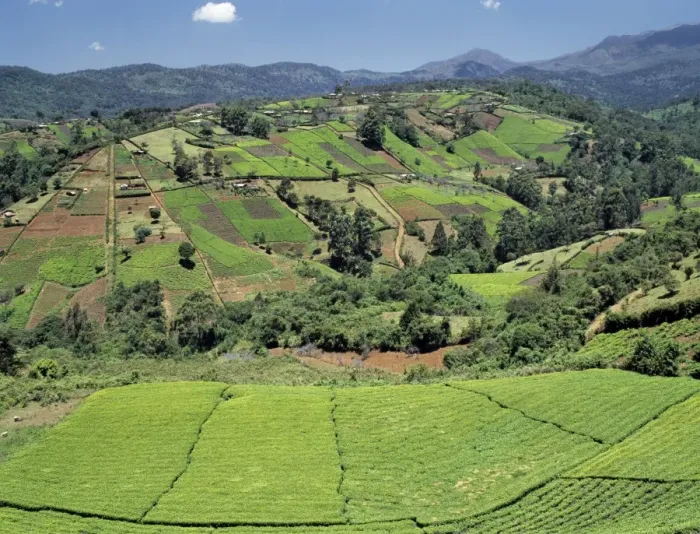 Framed Print : Tea gardens owned by Kikuyu smallholders near the Aberdare Mountains Framed Print : Tea gardens owned by Kikuyu smallholders near the Aberdare Mountains