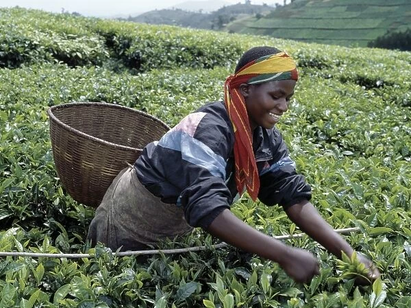 A tea picker in Southwest Rwanda